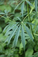 The marijuana plant and leave