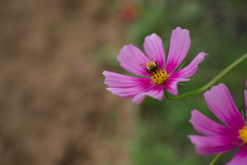 Fototapeta premium 秋桜