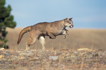 Cougar, puma concolor, Adult running, Montana