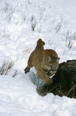 Cougar, puma concolor, Adult running in Snow, Montana