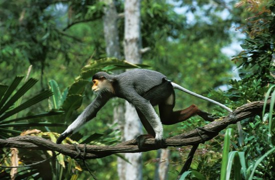 Red-Shanked Douc Monkey, pygathrix nemaeus nemaeus, Adult walking on Liana