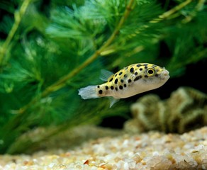 Spotted Green Puffer Fish, tetraodon fluviatilis
