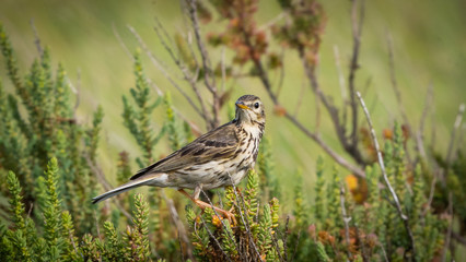 A Water Pipit sitting on a bush in Norfolk