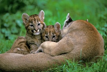 Cougar, puma concolor, Female with Cub laying on Grass
