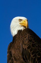 Bald Eagle, haliaeetus leucocephalus, Portrait of Adult against Blue Sky