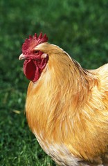 Orpington Domestic Chicken, Cockerel