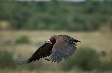 Lappet Faced Vulture, torgos tracheliotus, Adult in Flight, Masai Mara Park in Kenya
