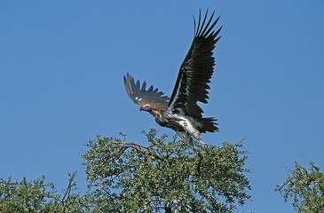 Lappet Faced Vulture, torgos tracheliotus, Adult in Flight, Taking off from Tree, Masai Mara Park in Kenya