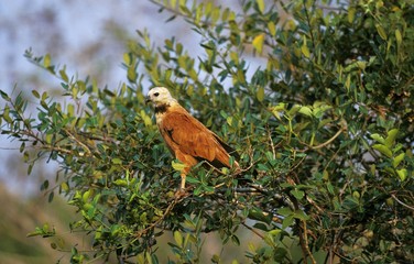 Black-Collared Hawk, busarellus nigricollis, Adult standing in Tree, Pantanal in Brazil
