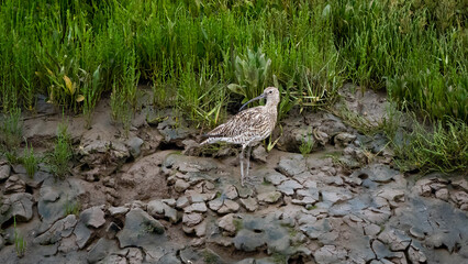 A Curlew on the wetlands in Norfolk