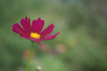 Fototapeta premium 秋桜 