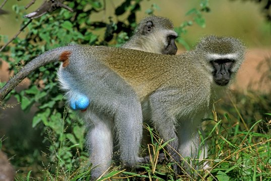 Vervet Monkey, cercopithecus aethiops, Pair standing on Branch, Kruger Park in South Africa