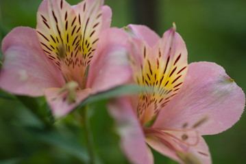 Fototapeta premium ユリスイセン