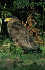 Crested Serpent Eagle, spilornis cheela, Adult standing on Grass