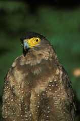 Crested Serpent Eagle, spilornis cheela, Portrait of Adult