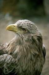 White Tailed Eagle, haliaeetus albicilla, Adult