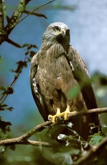 Red Kite, milvus milvus, Adult standing on Branch