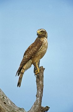 Sharp-Shinned Hawk, accipiter striatus, Adult standing on Branch, Pantanal in Brazil