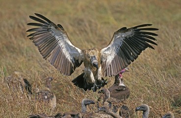 African White Backed Vulture, gyps africanus, Adult in Flight, Group on a Kill, Masai Mara Park in Kenya
