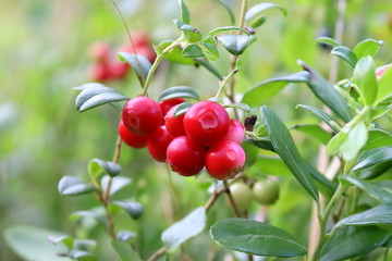 Borówka brusznica borówka Vaccinium vitis-idaea Preiselbeere lingonberry partridgeberry mountain cranberry cowberry
