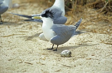 Swift Tern, sterna bergii, Adult with Egg, Australia