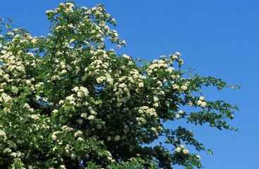Midland Hawthorn, crataegus laevigata, Normandy in France