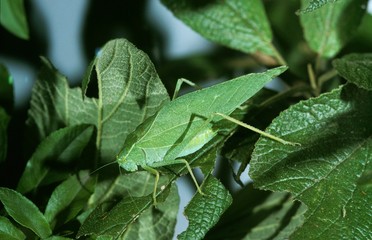 Grasshopper, tettigoniidae, Adult standing on Leaf