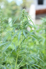 The marijuana plant and leave