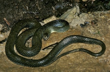 Montpellier Snake, malpolon monspessulanus, Adult