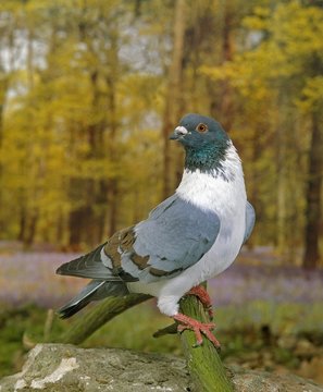 Blue Strasser Pigeon, Adult standing on Branch