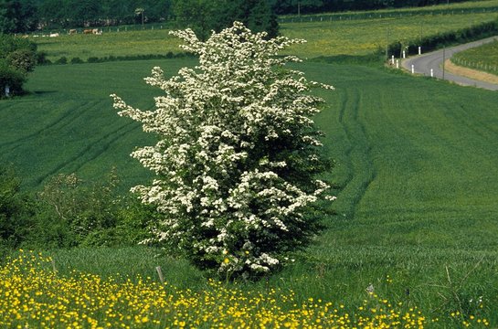 Midland Hawthorn, crataegus laevigata, Landscape in Normandy
