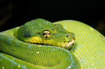 Green Tree Python, morelia viridis, Close up of Head