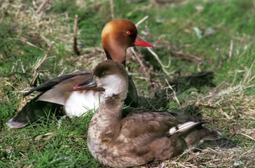 Red-Crested Pochard, netta rufina, Pair Laying on Grass
