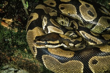 Royal Python, python regius, Adult