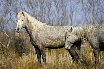 Obraz premium Camargue Horse, Horses standing in Swamp, Saintes Marie de la Mer in South East of France