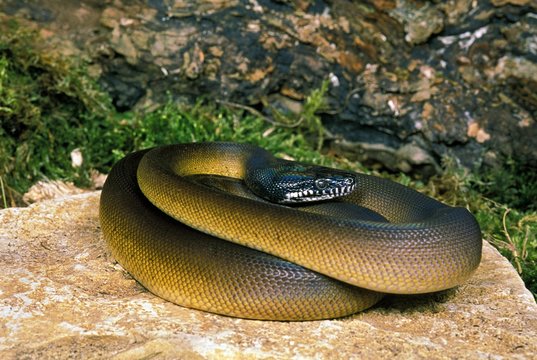 WHITE LIPPED PYTHON liasis albertisi