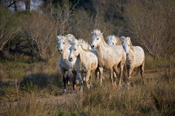 Obraz na płótnie Canvas Camargue Horse, Herd standing in Swamp, Saintes Marie de la Mer in South East of France