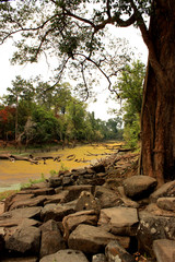 Green river next stones and tree in Cambodia