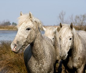 Fototapeta na wymiar Camargue Horse, Herd standing in Swamp, Saintes Marie de la Mer in South East of France