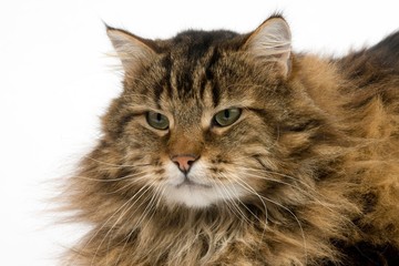 Angora Domestic Cat, Male laying against White Background