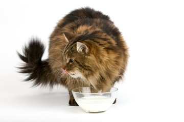 Angora Domestic Cat, Male Drinking Milk against White Background