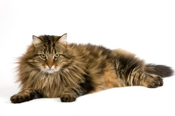 Angora Domestic Cat, Male laying against White Background