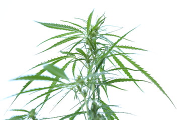 The marijuana plant and leave