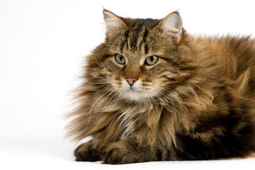 Angora Domestic Cat, Male laying against White Background