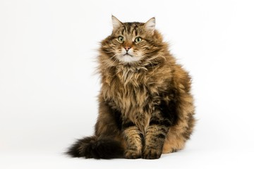 Angora Domestic Cat, Male sitting against White Background