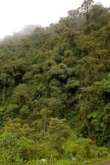 Rainforest in Manu National Park, Peru