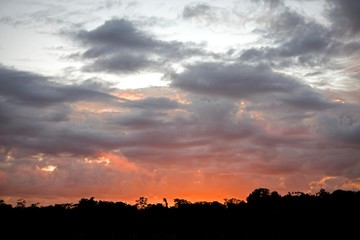 Fototapeta premium Cloudy Sky on Rainforest, Manu National Park in Peru