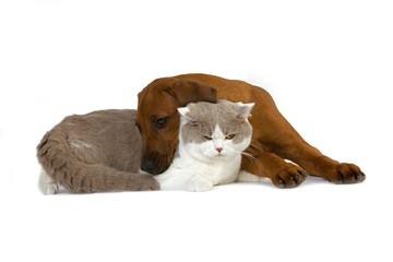 Male Lilac and White British Shorthair Domestic Cat with a Rhodesian Ridgeback 3 Months old Puppy
