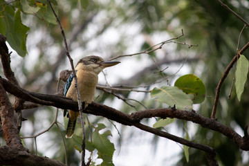 Blue-winged kookaburra on a tree branch. Wild individual. Blue wings, big head, light blue eyes. Close up picture. Northern Territory NT, Australia