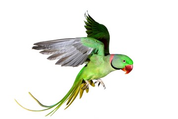 Alexandrine Parakeet, psittacula eupatria, Adult in Flight against White Background © slowmotiongli